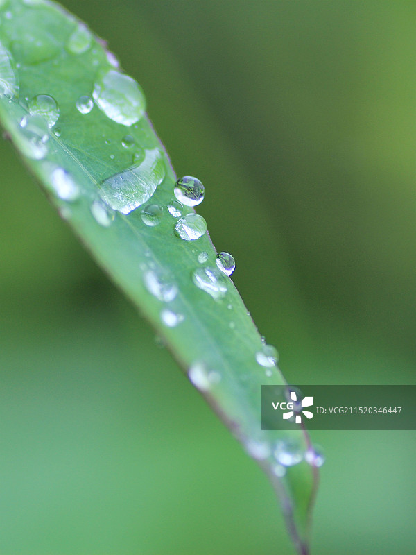 露珠的特写图片素材