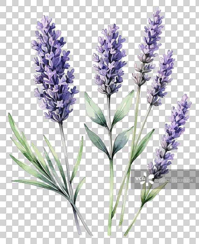 水彩风格的薰衣草小枝图片素材