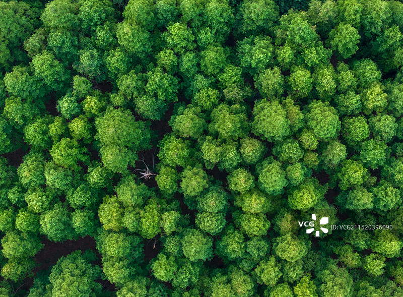 郑州黄河迎宾馆树林航拍图片素材