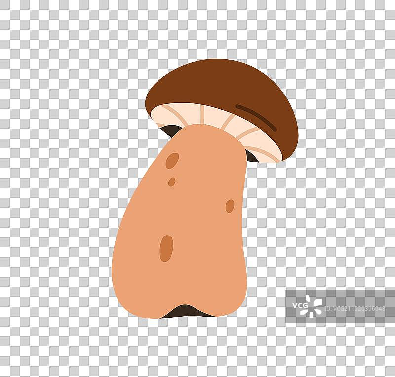 秋季森林里的可食用蘑菇牛肝菌图片素材