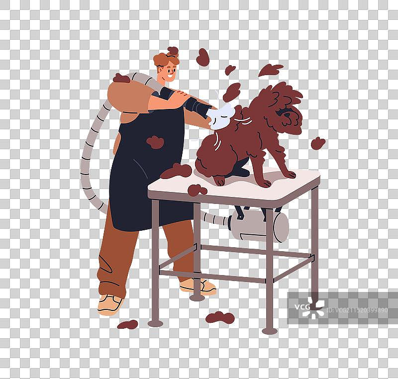 专业宠物狗美容服务：快速换毛图片素材