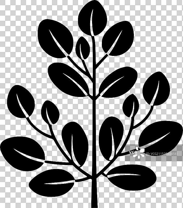 桉树高品质标志图片素材