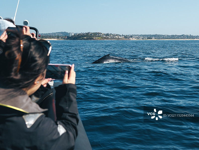 澳大利亚鲸鱼图片素材