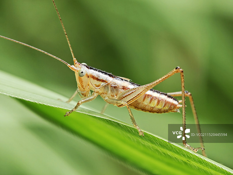 螽斯图片素材