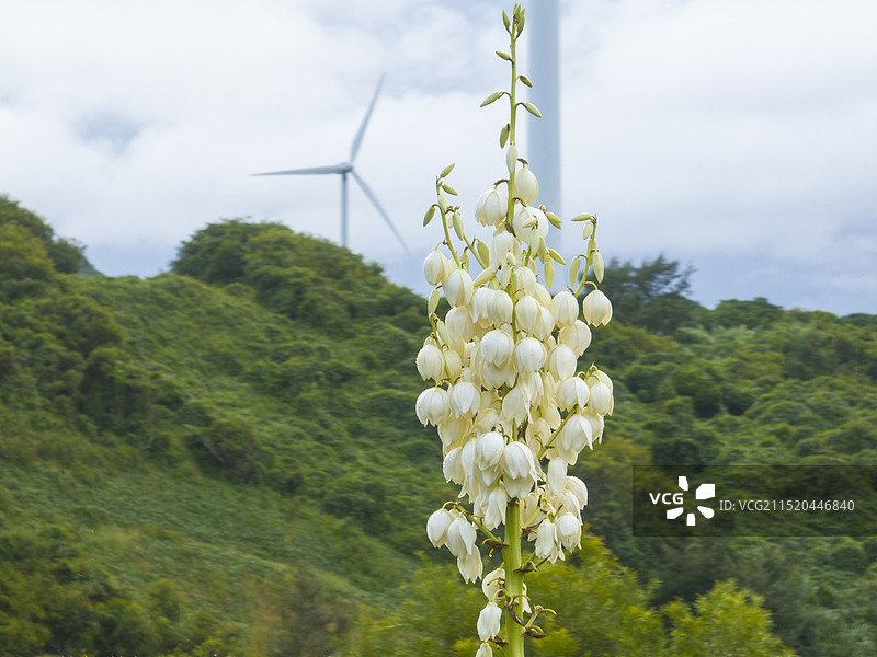 航拍汕头海边的花和风力发电图片素材