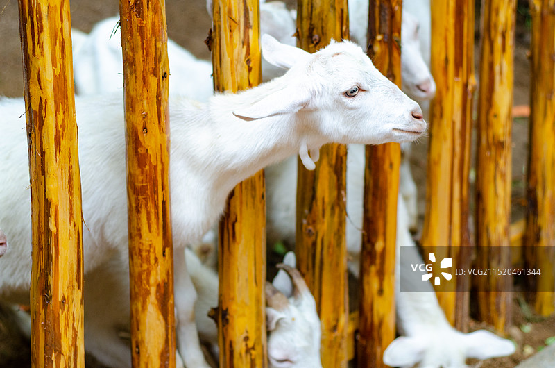 围栏中的山羊伸出头图片素材