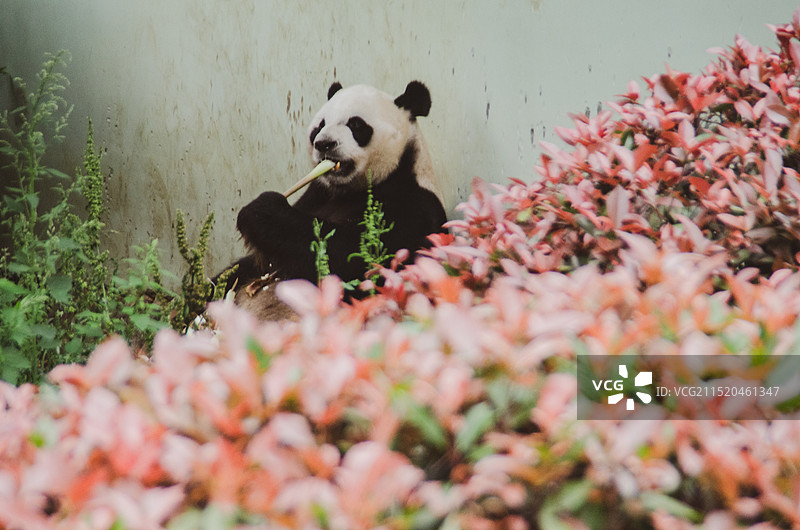 一只可爱的大熊猫正在吃竹笋图片素材