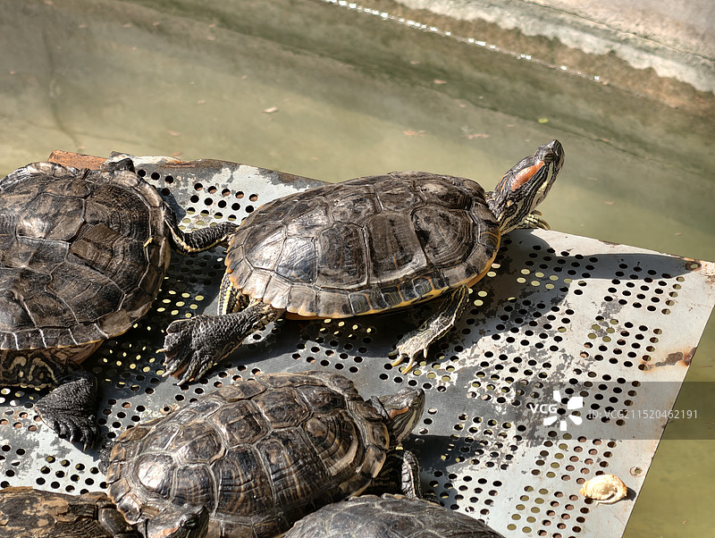 西安大兴善寺一景——嗮盖的神龟图片素材