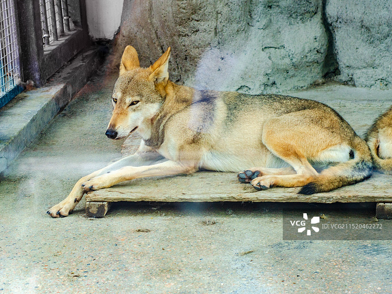 一直趴在地上的狼图片素材