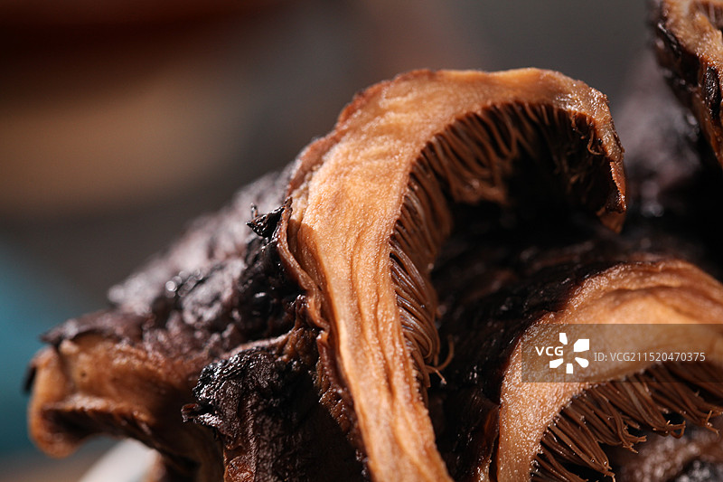 黑虎掌菌 虎掌菌图片素材