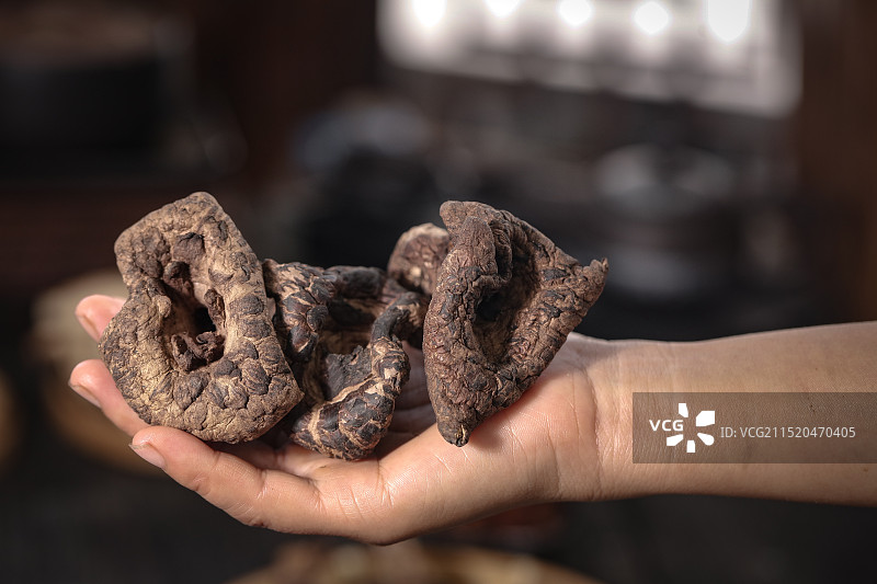 黑虎掌菌 虎掌菌图片素材