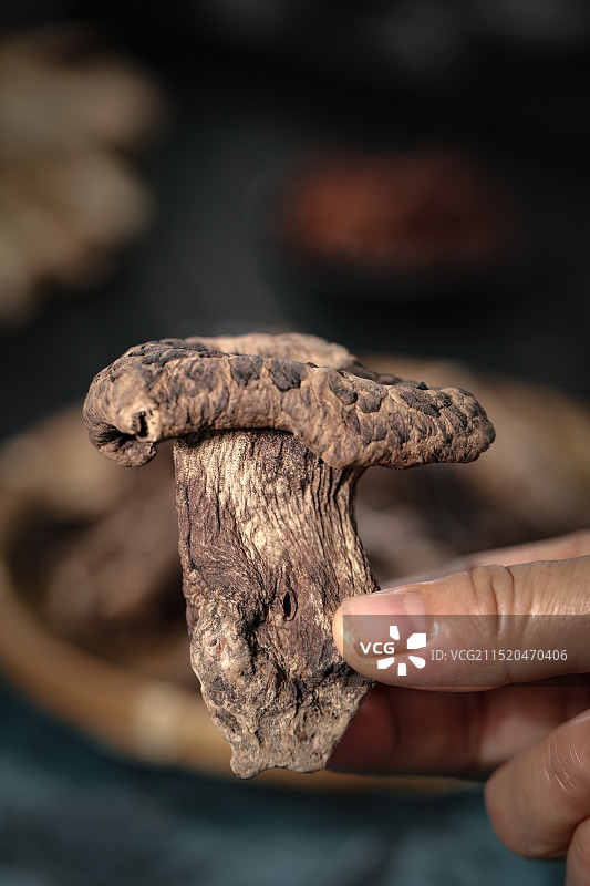 黑虎掌菌 虎掌菌图片素材