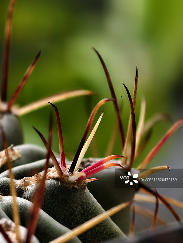 仙人球的刺图片素材