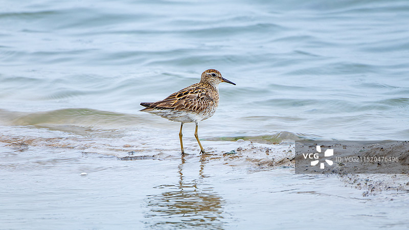尖尾滨鹬图片素材