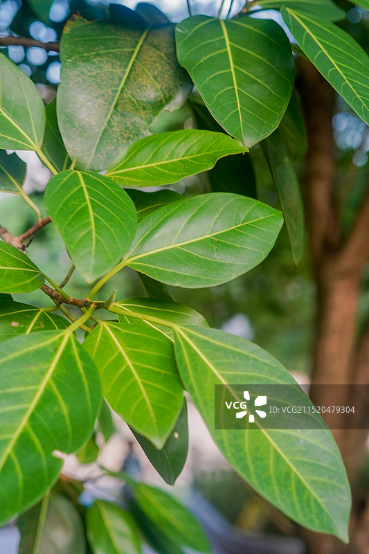 深圳粤海体育休闲公园绿化植物：高山榕图片素材