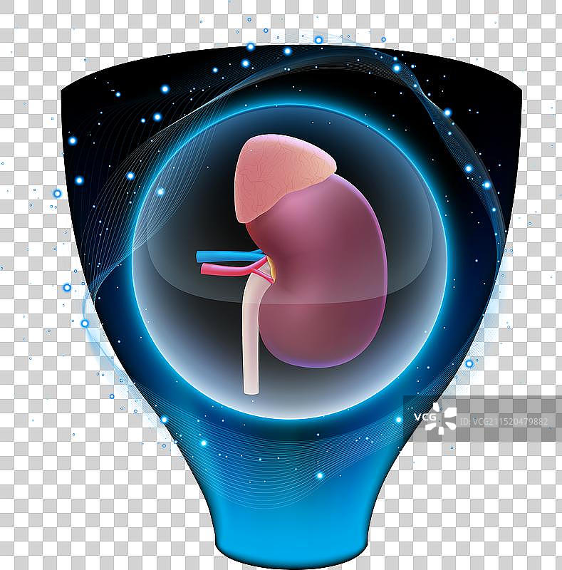 水晶球中的人体肾脏3D模型图片素材