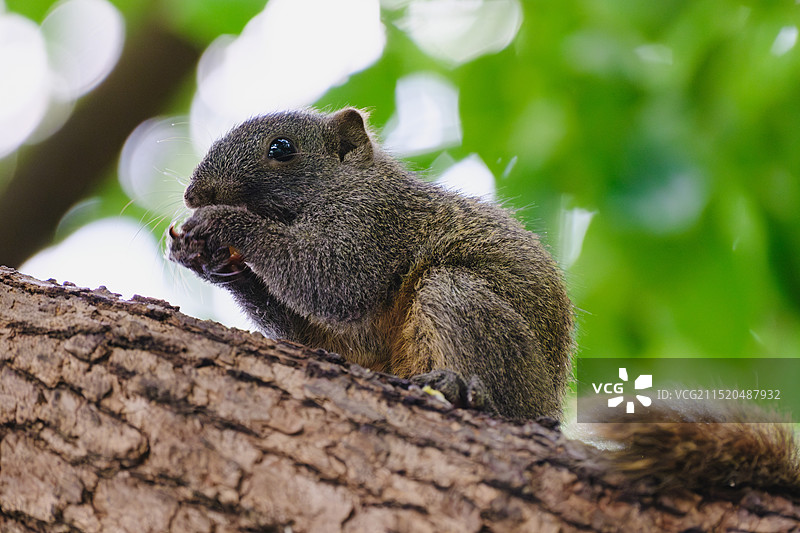 西湖边树干上的松鼠特写镜头图片素材