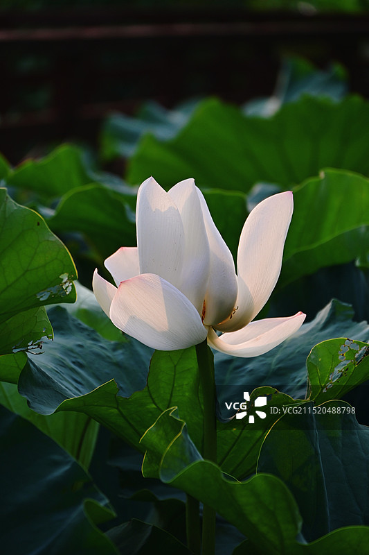 荷花特写图片素材