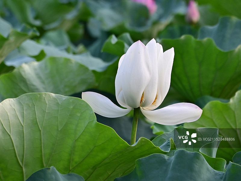 荷花特写图片素材