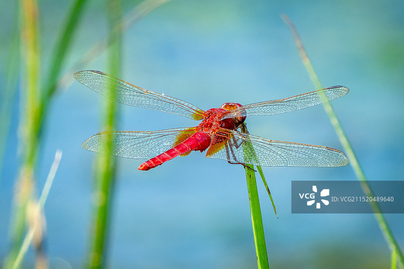 红蜻蜓图片素材
