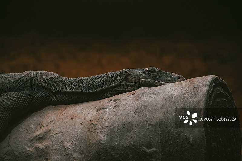 上海动物园图片素材