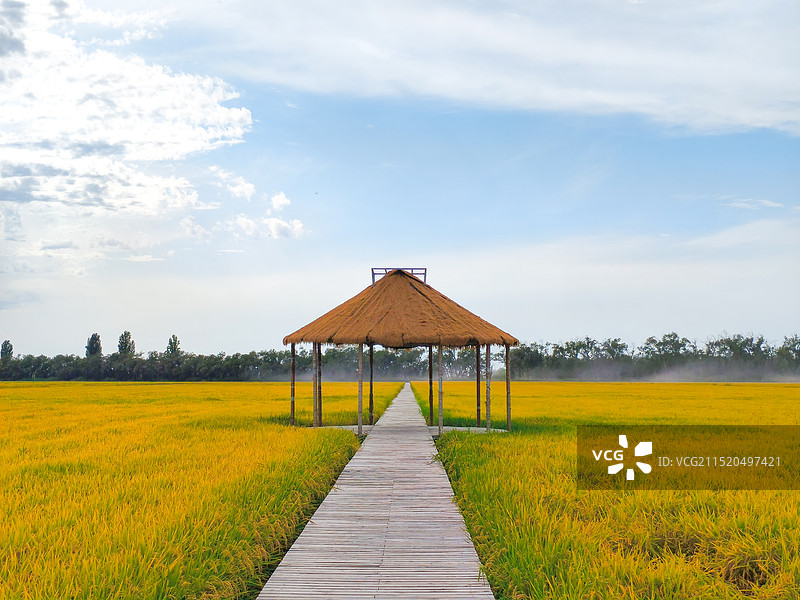 稻田廊桥图片素材