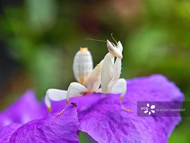 紫色花上螳螂特写图片素材