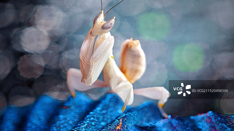 布上兰花螳螂特写镜头图片素材