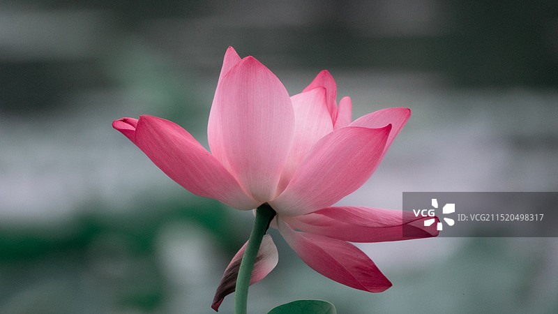 阳澄湖莲池湖公园荷花图片素材