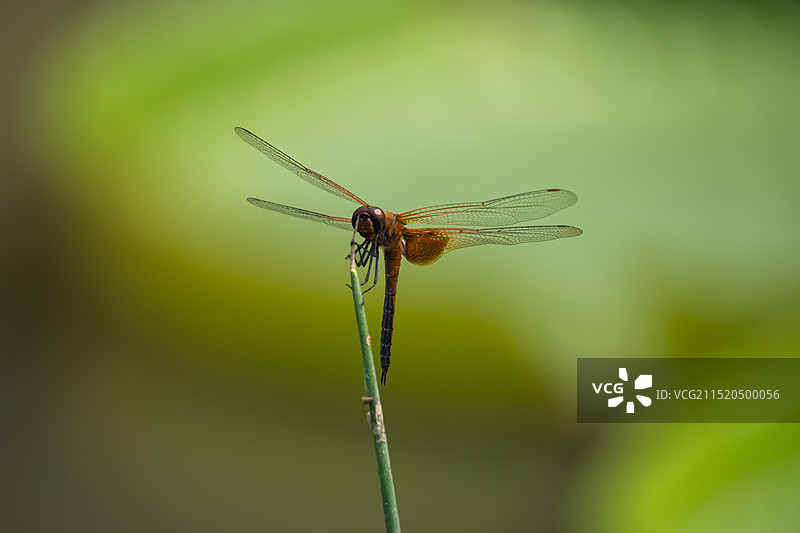 湖面植物上的蜻蜓特写图片素材