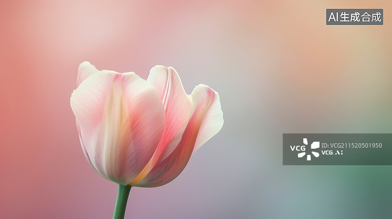 【AI数字艺术】粉色郁金香特写图片素材