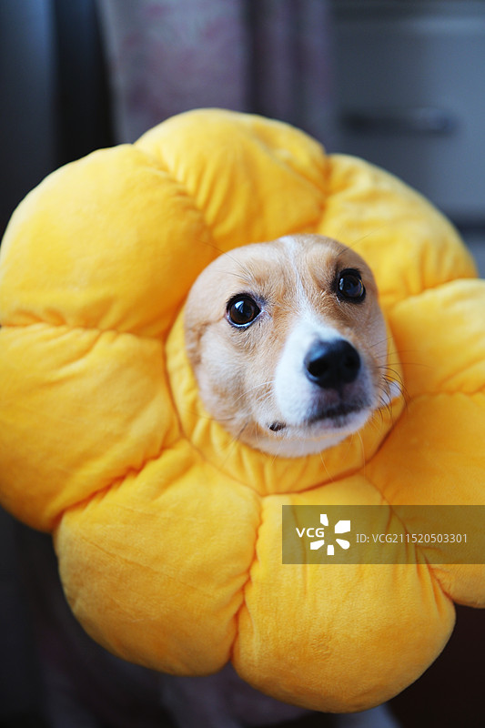 来自柯基的糖水片～图片素材