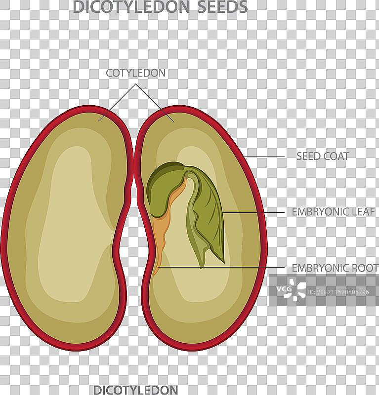 具有网状双子叶植物图片素材