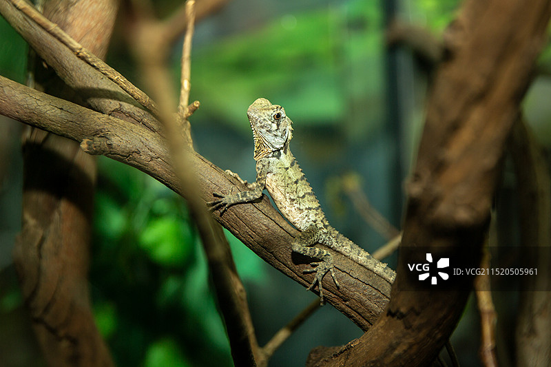 悉尼塔龙加动物园的蜥蜴图片素材