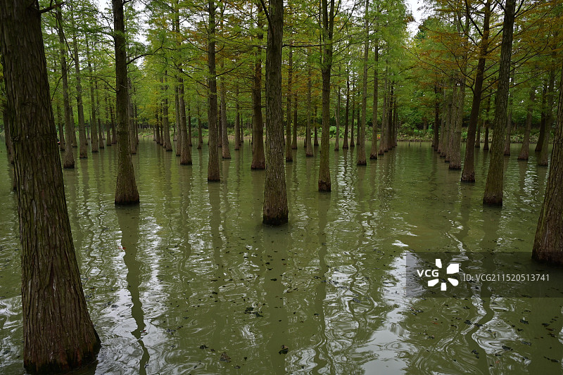 洪泽湖湿地公园的水杉图片素材