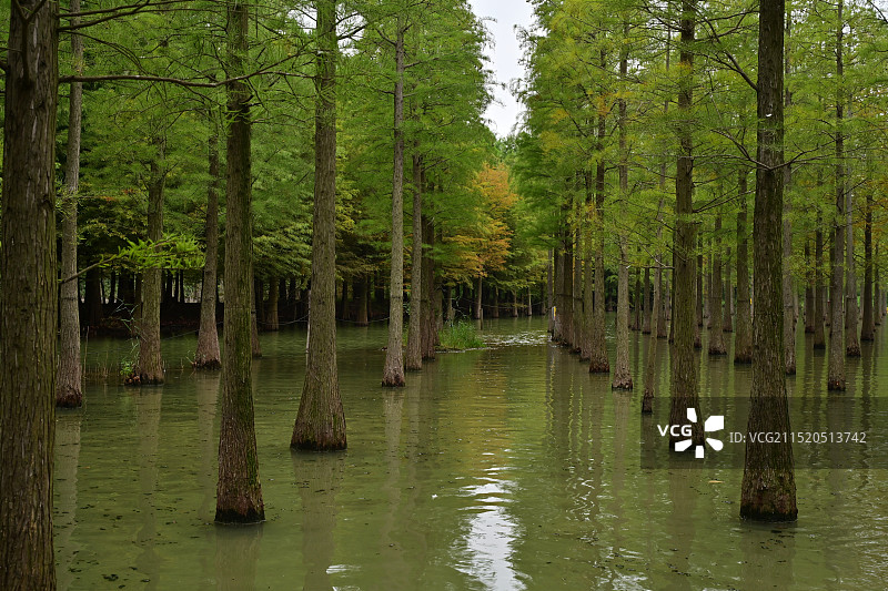 洪泽湖湿地公园的水杉图片素材