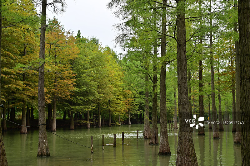 洪泽湖湿地公园的水杉图片素材