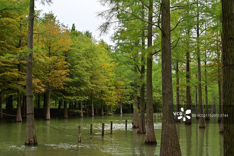 洪泽湖湿地公园的水杉图片素材