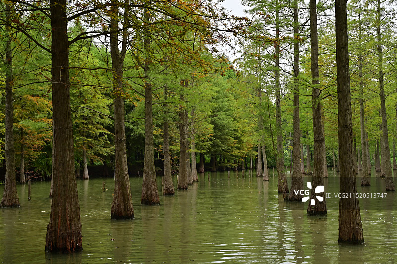 洪泽湖湿地公园的水杉图片素材