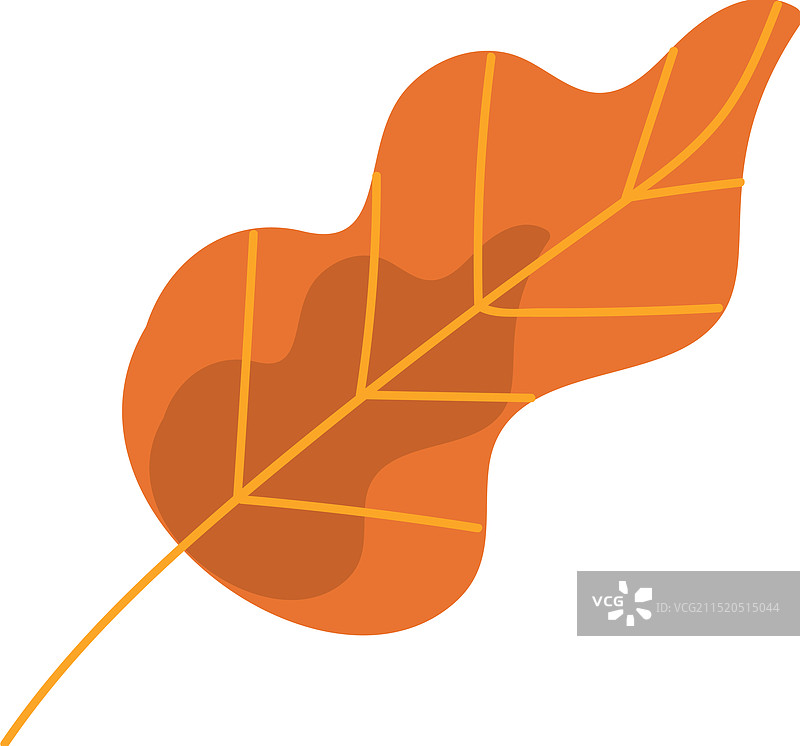 九月干燥植物标本桑叶图片素材