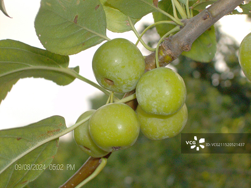 世博文化公园，树上结的果实图片素材