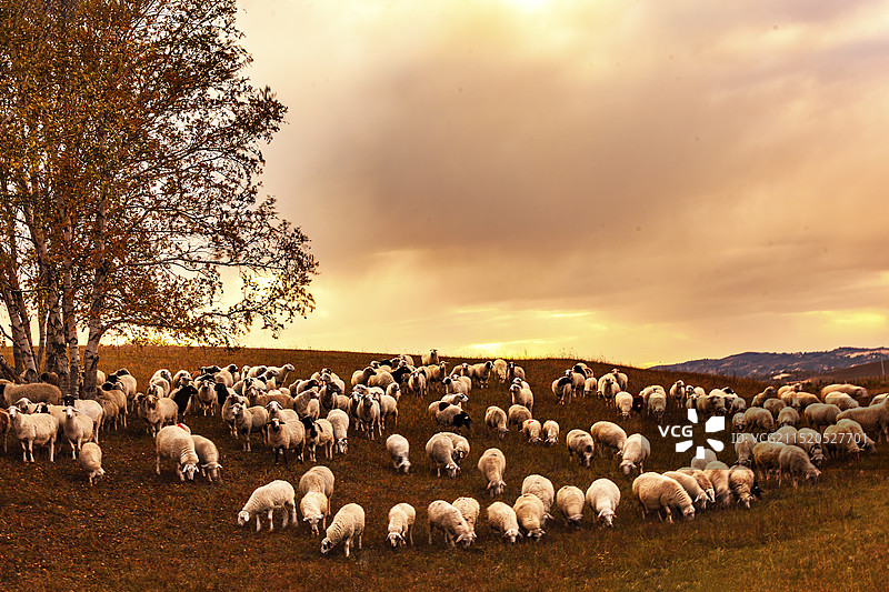 坝上草原的羊群图片素材