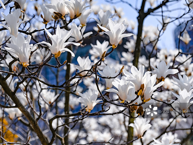 玉兰花开图片素材