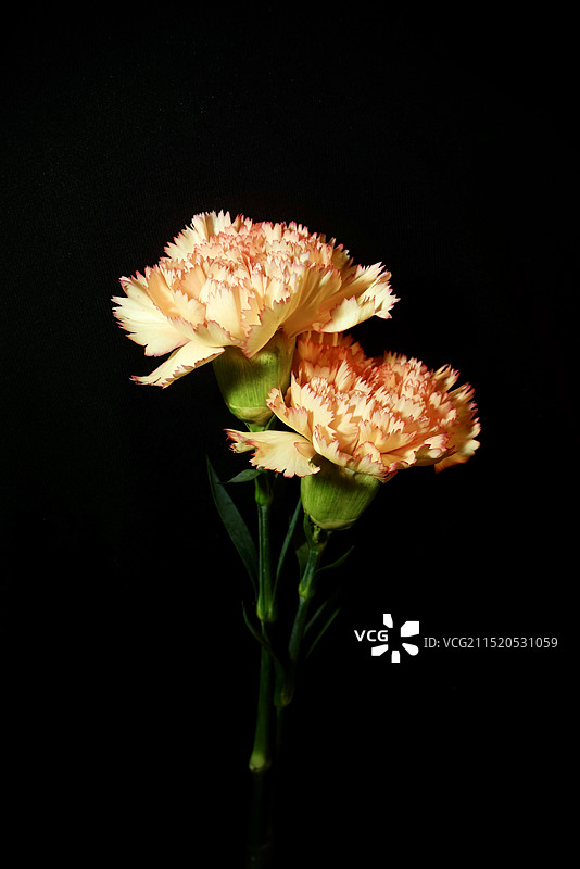 黑色背景康乃馨图片素材