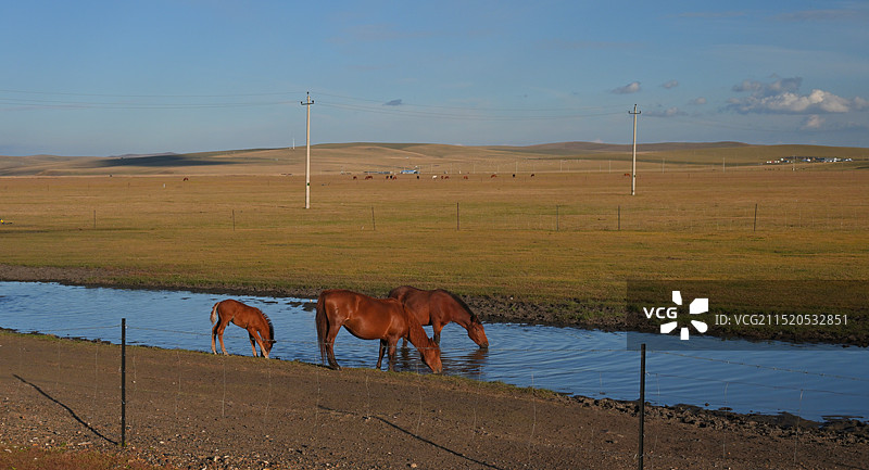 内蒙古深秋金黄色大草原和牛羊马图片素材