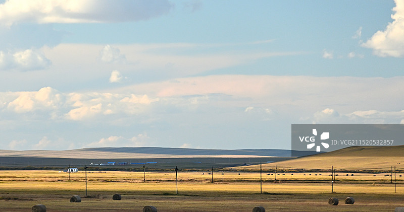 内蒙古深秋金黄色大草原和牛羊马图片素材