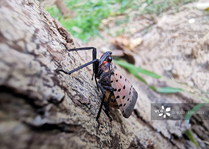 威武秋蝉图片素材