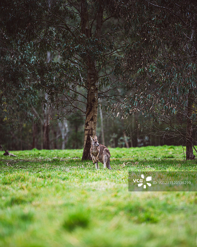袋鼠图片素材