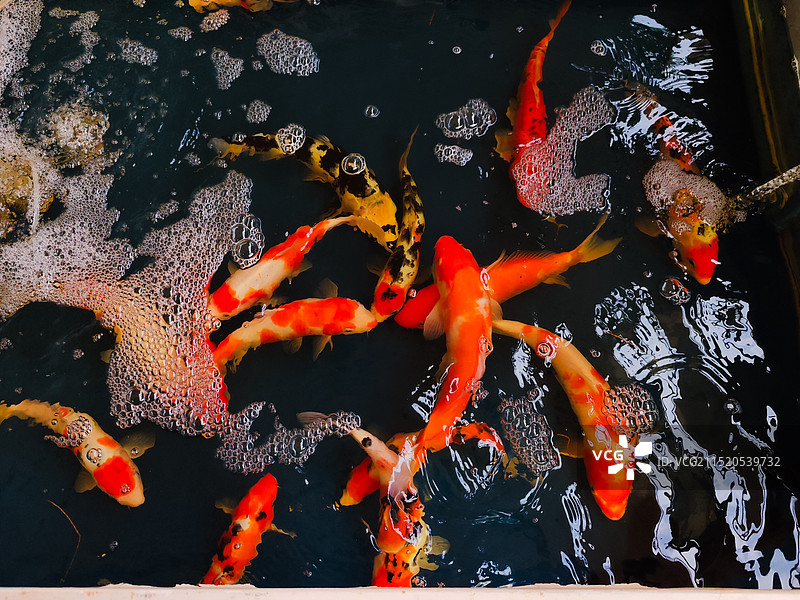 锦鲤在池塘中游泳的高角度视图图片素材