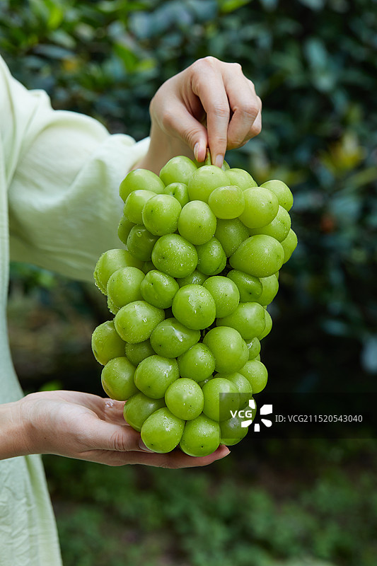 新鲜阳光玫瑰 青提葡萄 无籽葡萄 新鲜葡萄图片素材